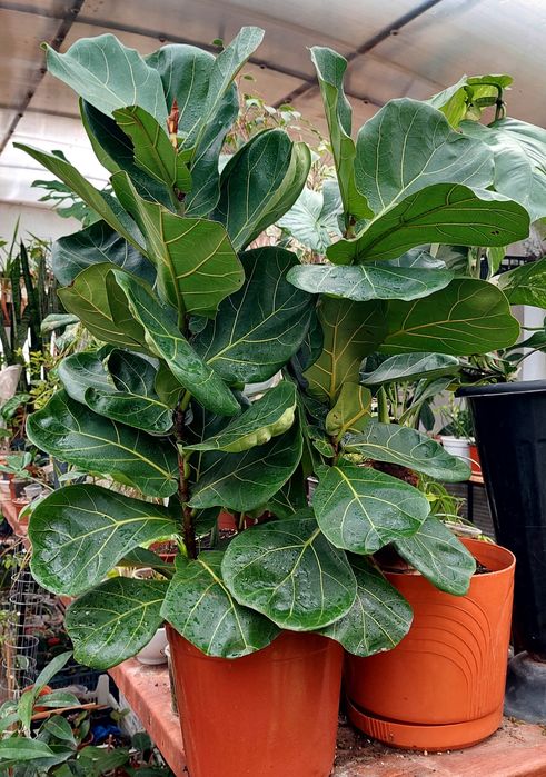 Фикус лирата пышный 3в1 адаптированный