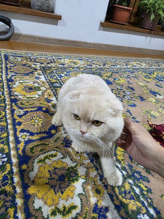 Прадам кошку мальчик scotch folds  в хорошие руки