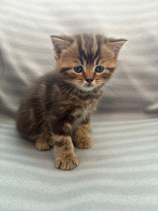 Продам котят британской породы