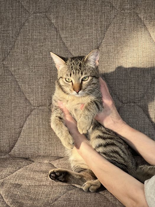 Отдам котенка