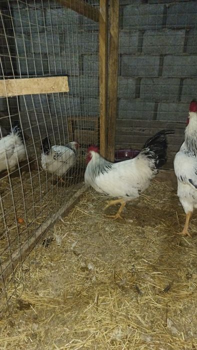 Адлерский Серебристый