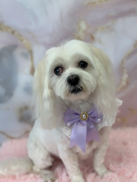 Grooming caini Drumul Taberei - Ingrijire profesionala