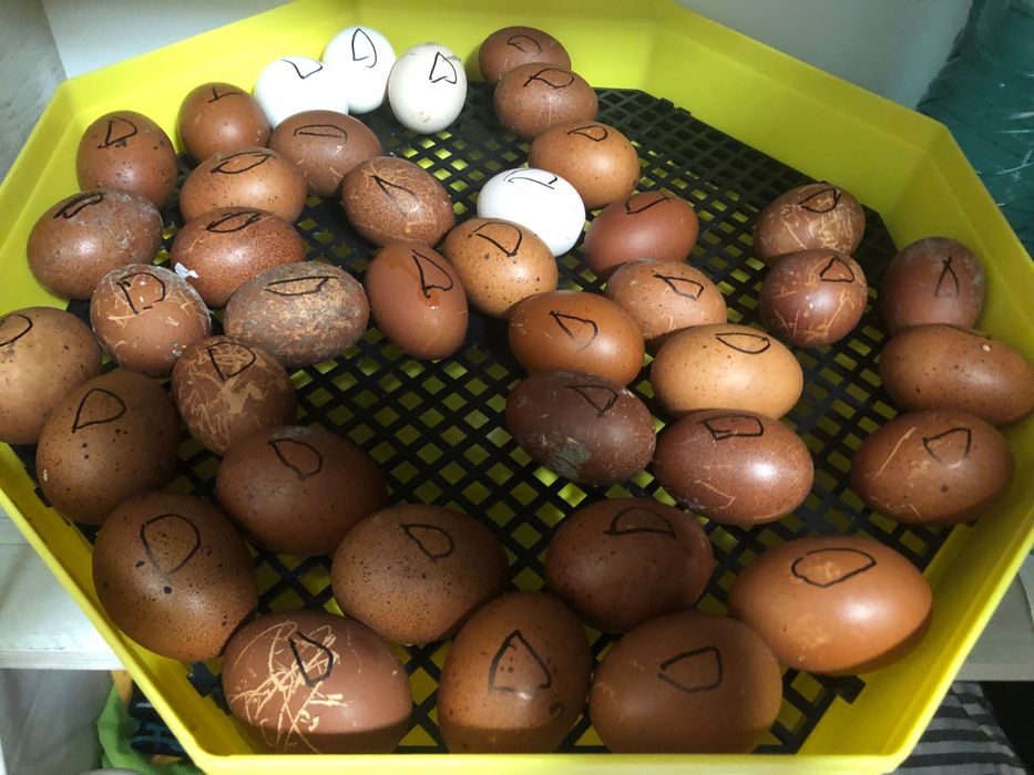 Ouă Marans si Australop pentru incubat