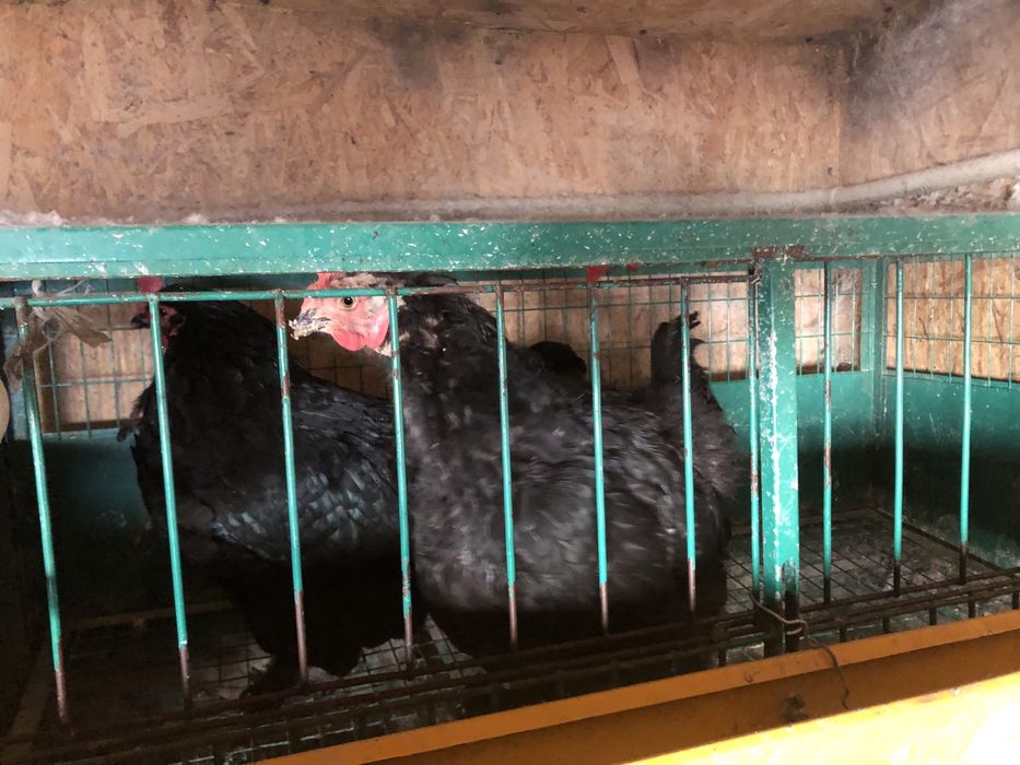 Продам срочно жирный курей