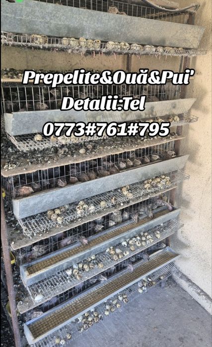 Comercializez ouă de prepelite