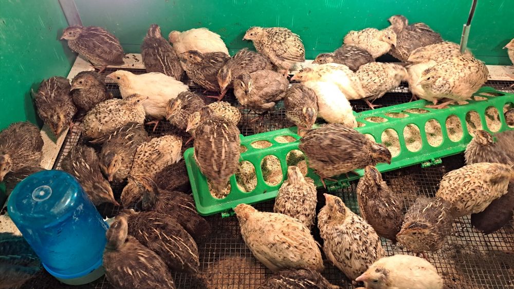 Продавам пъдпъдъци,