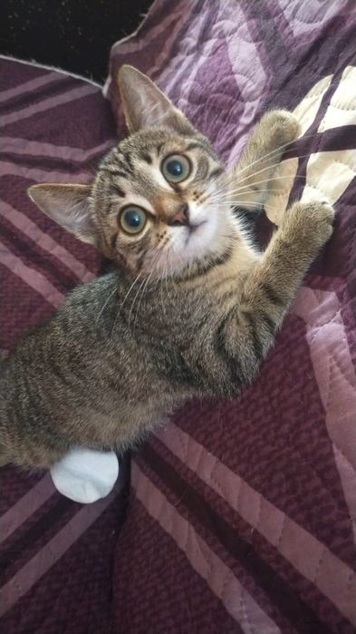Отдам в добрые руки котенка