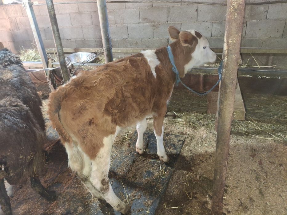телята одна телочка один бычок