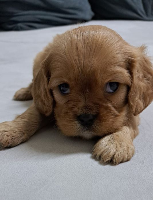 Кавалер-кинг чарльз -спаниель