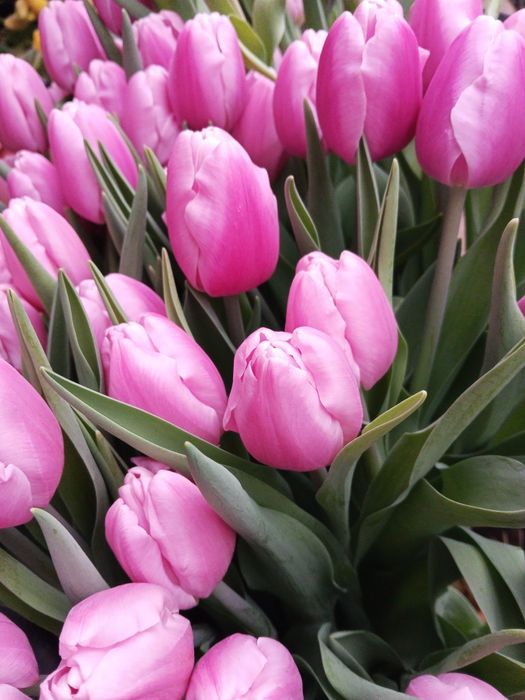 Продам тюльпаны  оптом