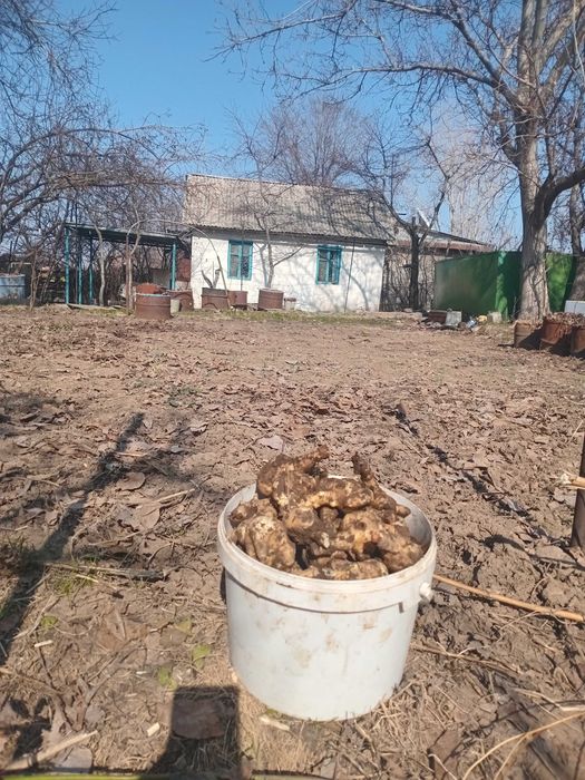 Бабуля продаст свежий дачный топинамбур.