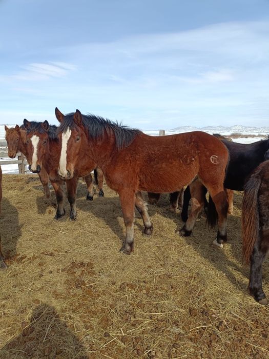 Тяж дөнендер сатылады