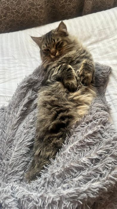 Вязка ищем кошку для кота