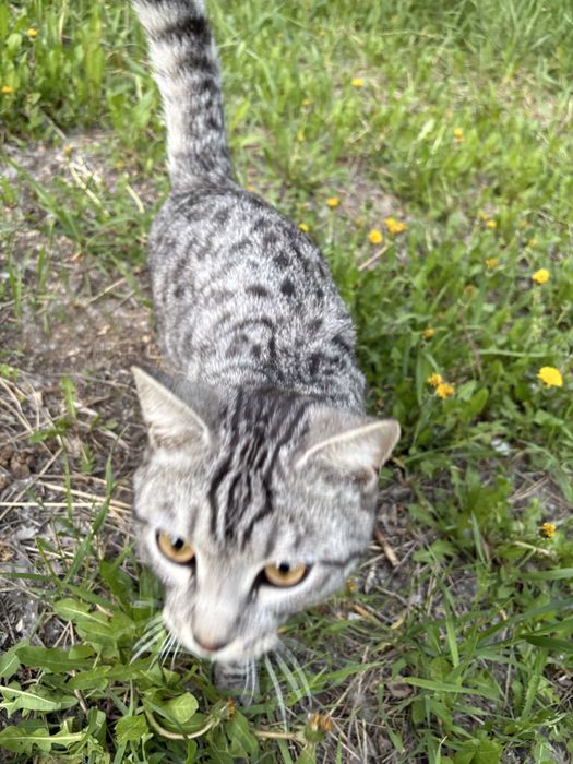 Коасивый котик мышелов
