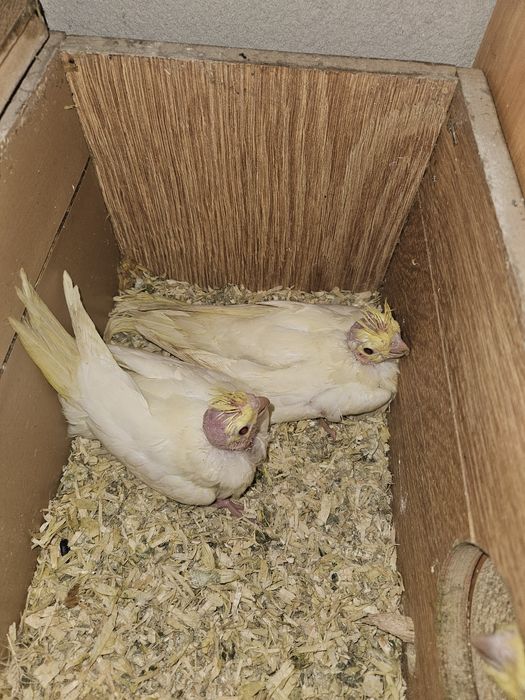 Puiuti de nimfa pentru a fi crescuti la seringa!!