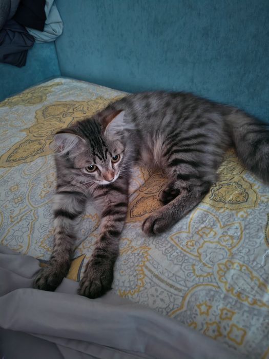 Кошку в хорошие руки