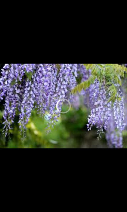 сирийская роза    1/5    метровый Вюшая роза .  .штамп роза ..Глицина