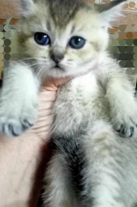 Шотландские котята