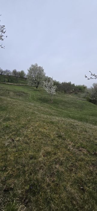 Teren Dumbrăvița de Codru