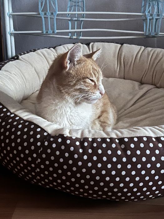 Очень ласковая стерилизованная девочка