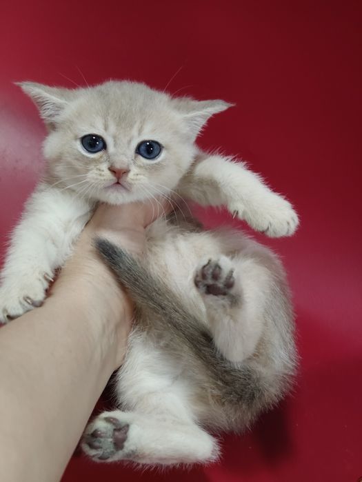 Котик шиншилла  ay25