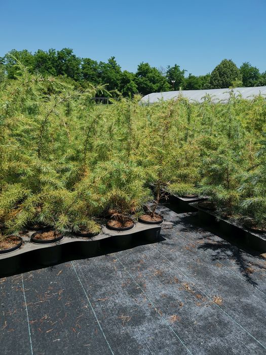 Хималайски кедър