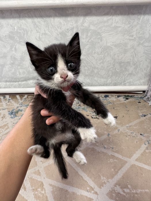 Отдам котят бесплатно в добрые руки