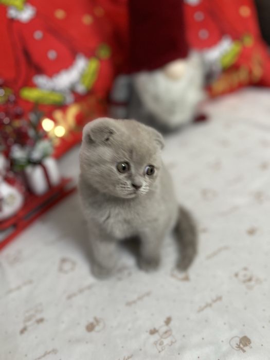 Шотландско клепоухо момче