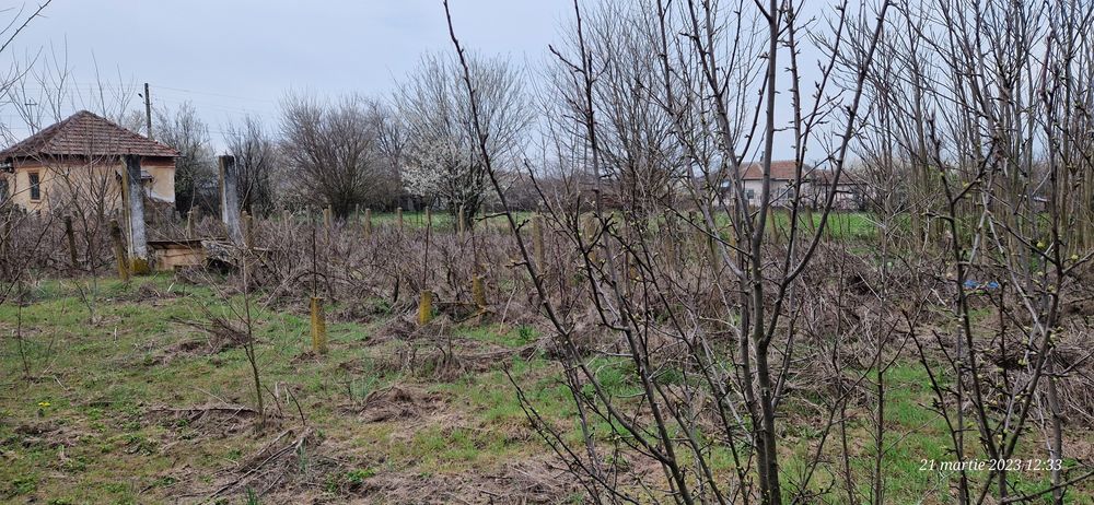 Teren si casa in Goicea-Dolj