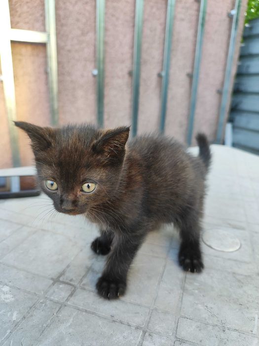 Котенок в добрые руки