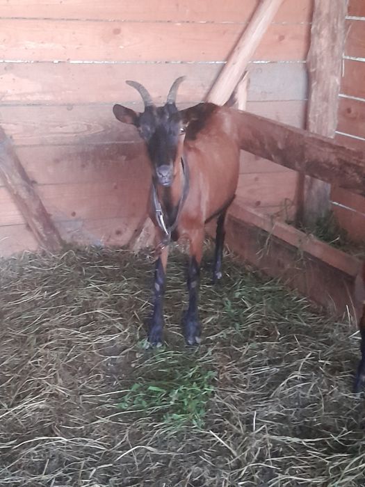 Disponibile 1 țap și două capre alpine franceze !