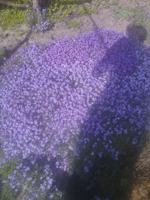 Продам многолетники