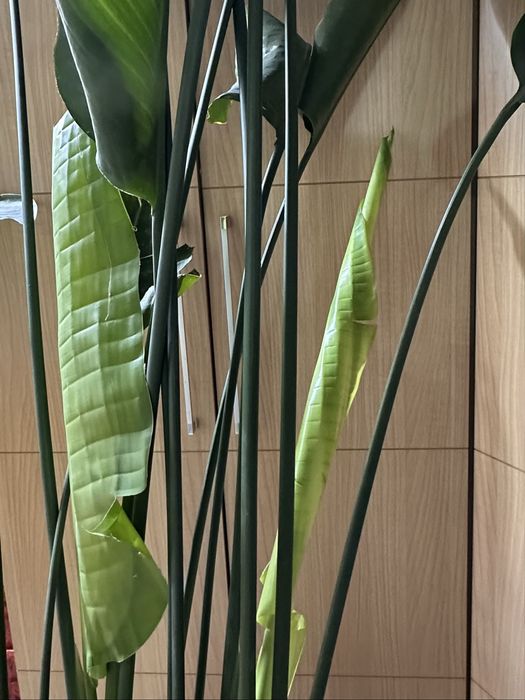 Стрелиция Николая для помещения с высоким потолком