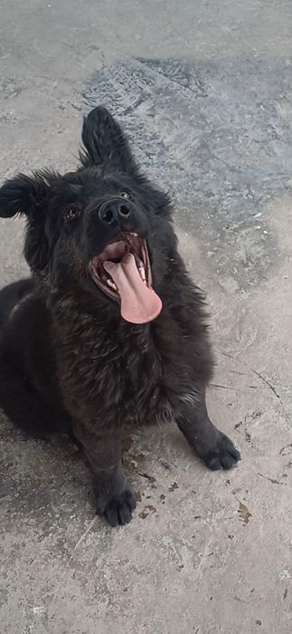 Продаётся щенок Немецкой Овчарки.