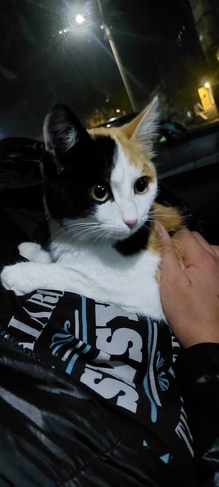 кошечка трехцветная