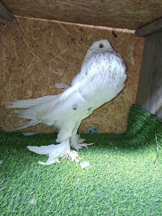 Porumbei gusati pomerania