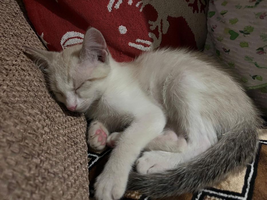 Donez 2 pisicute adorabile