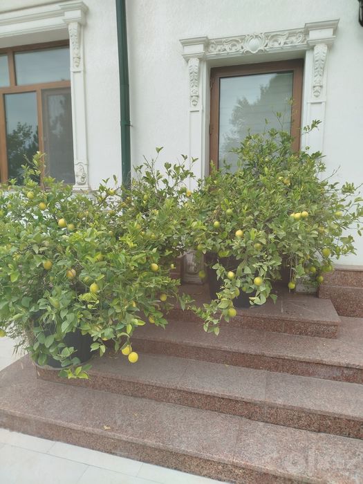 Lemon daraxt zo'r hosili bor sotiladi