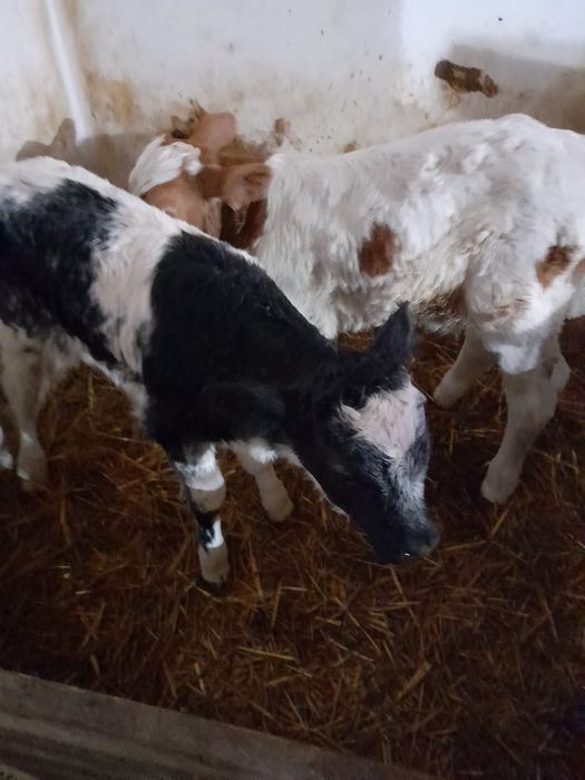 Taurasi și vitele belgiană și baltati