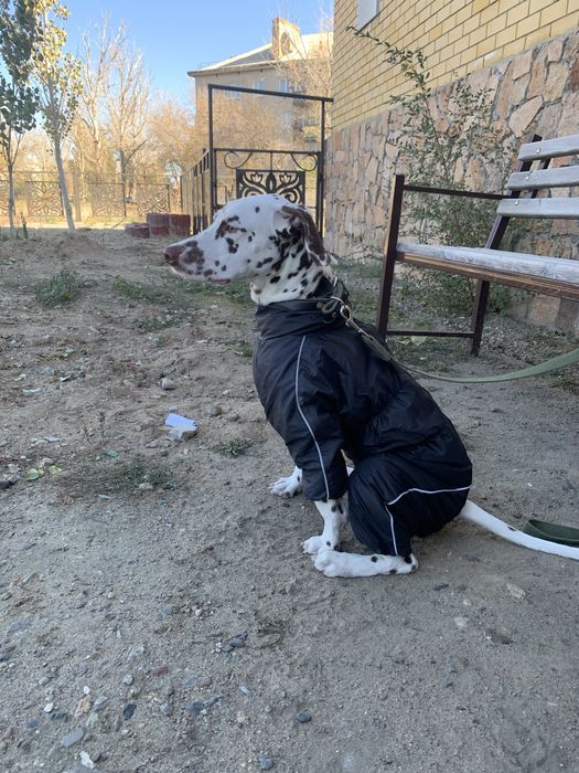 Отдам далматинца в добрые руки