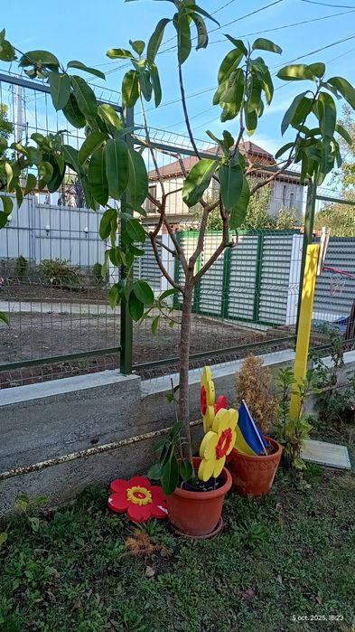 Vând urgent ficus de 13 ani, aprox. 2.30m înălțime