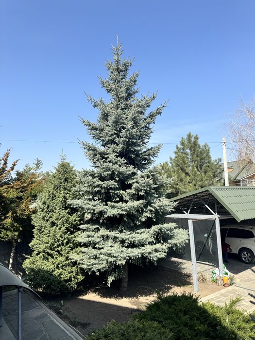 Голубые ёлки .