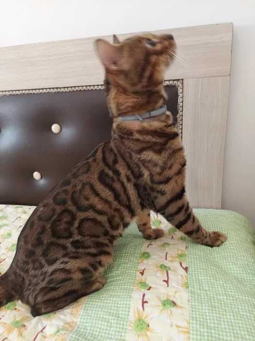 Bengal вязкага мушуг киз мушукларн таклиф килади паспорти бор тоза кон