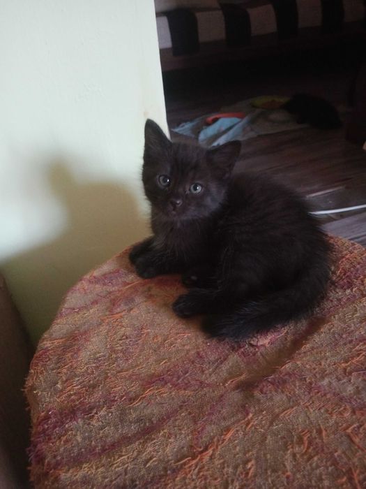 котята мышеловы. ,добрым людям