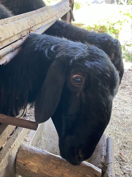 Кой чорвачилик, ОПТОМ.