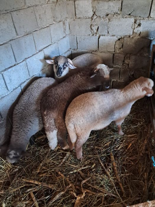 Mieii de vânzare la prețul de 24 lei kg