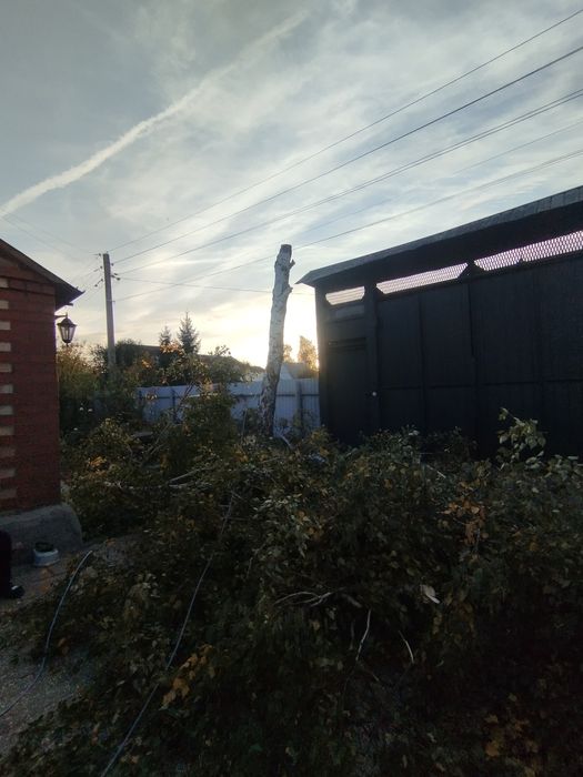 Спил деревьев с помощью альпинизма