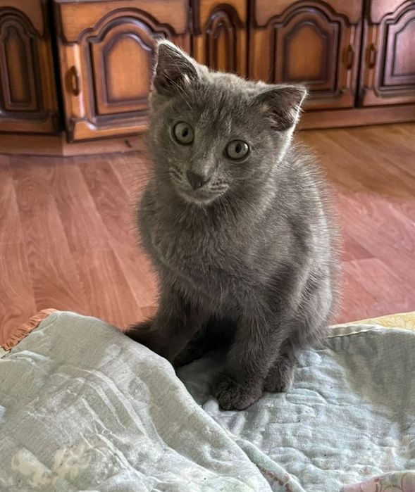 Котята от шотландской кошки