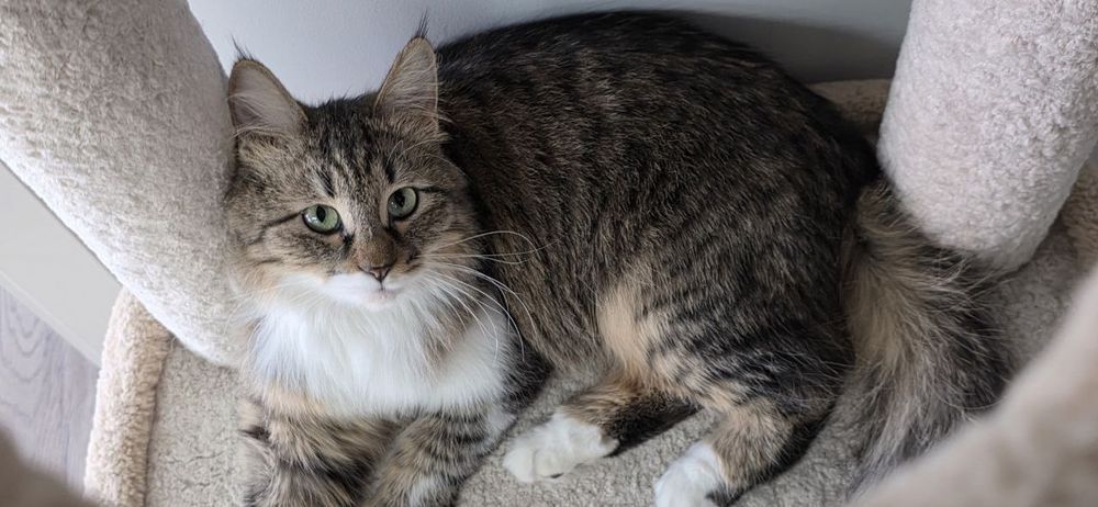 Котенок девочка стерилизованная