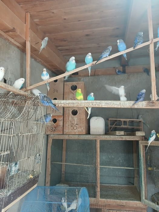 Perusi pui tineri
